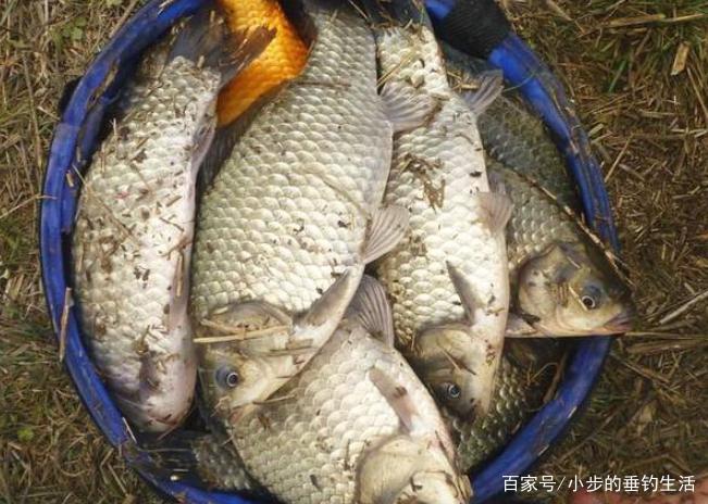 怎样才能钓到大草鱼，教你几招轻松应对！