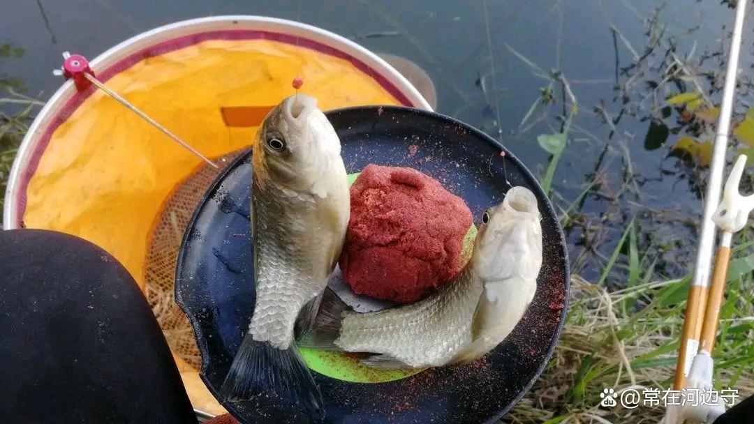 春季作钓鲫鱼的5个必杀技用对了鱼获一次比一次多