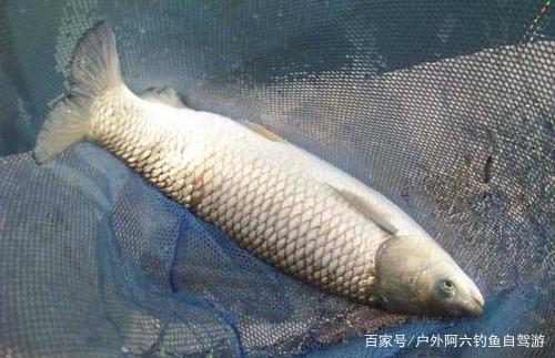 秋季野钓大草鱼，必须搞明白这4个技巧
