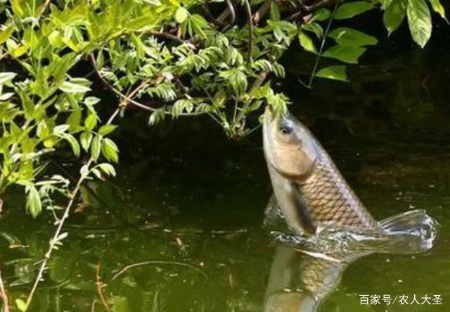 野钓草鱼的方法和技巧